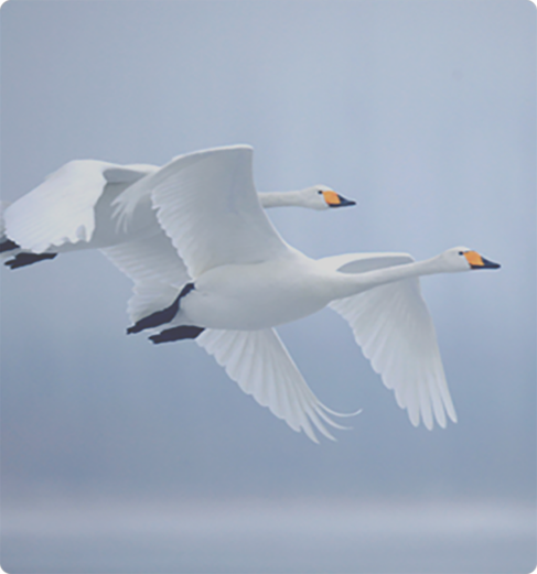 2026世界杯app软件推荐概况